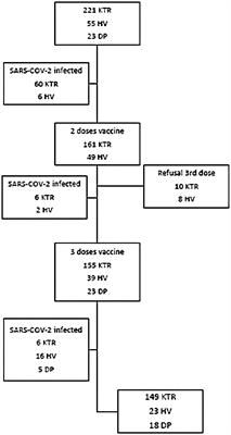 Role of mTOR inhibitor in the cellular and humoral immune response to a booster dose of SARS-CoV-2 mRNA-1273 vaccine in kidney transplant recipients